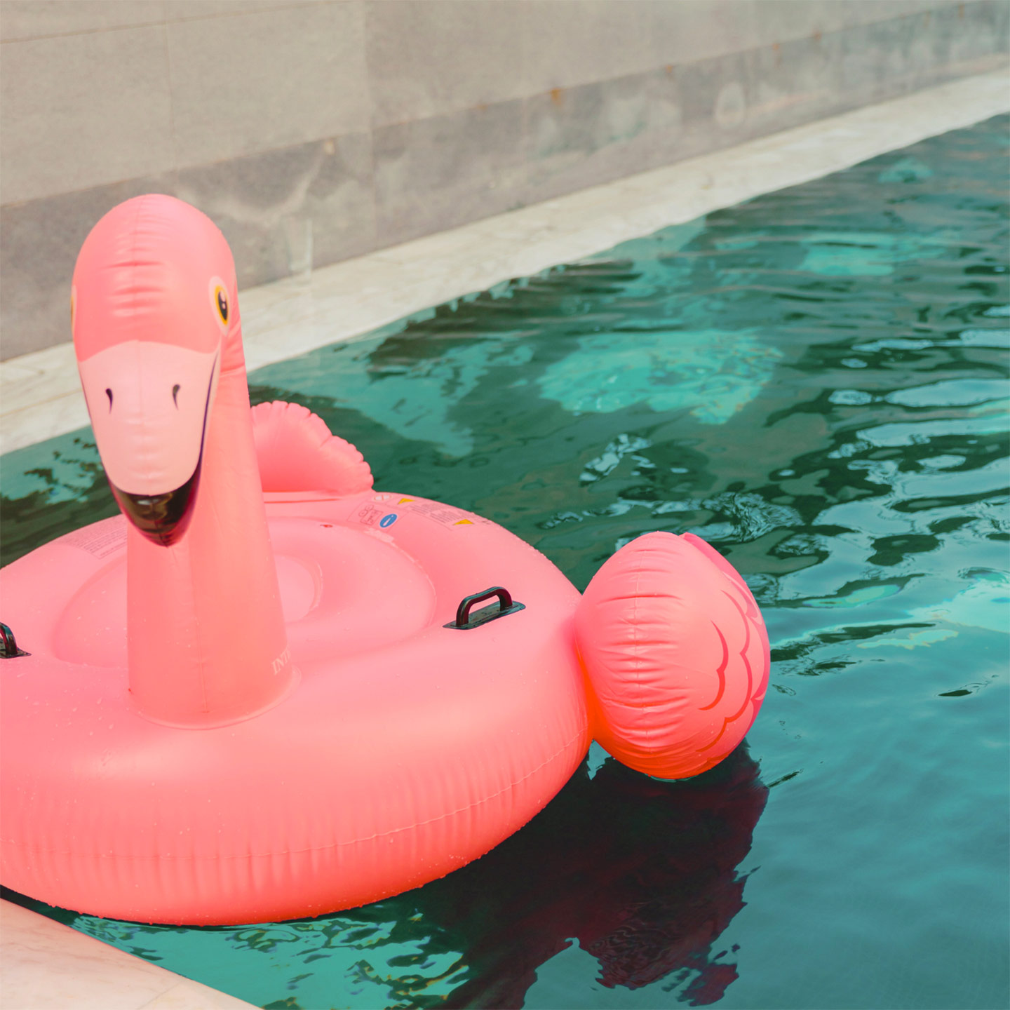 Un flamand rose flottant dans un coin de la piscine